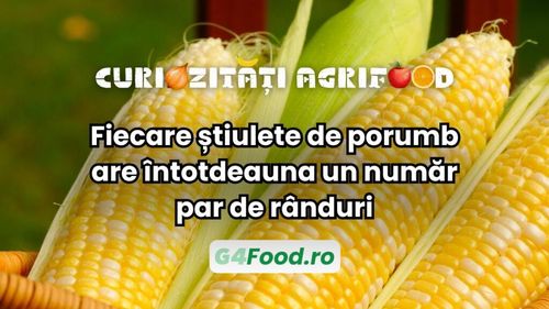 Curiozitate agri-food: Fiecare știulete de porumb are întotdeauna un număr par de rânduri / Excepțiile pot fi cauzate de mutații genetice sau polenizări incomplete
