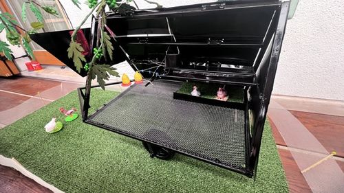 Pui crescuți printre rândurile de vie. Un startup italian încercă să îmbunătățească în acest fel fertilitatea solului