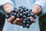 Strugurii, fructul recomandat de specialiști pentru sănătatea intestinului, inimii și creierului / Ce au descoperit cercetătorii despre polifenoli