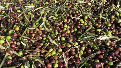 Studiu amplu în Italia: Trei linguri de ulei de măsline pe zi scad cu un sfert riscul de deces din cauze tumorale și cardiovasculare