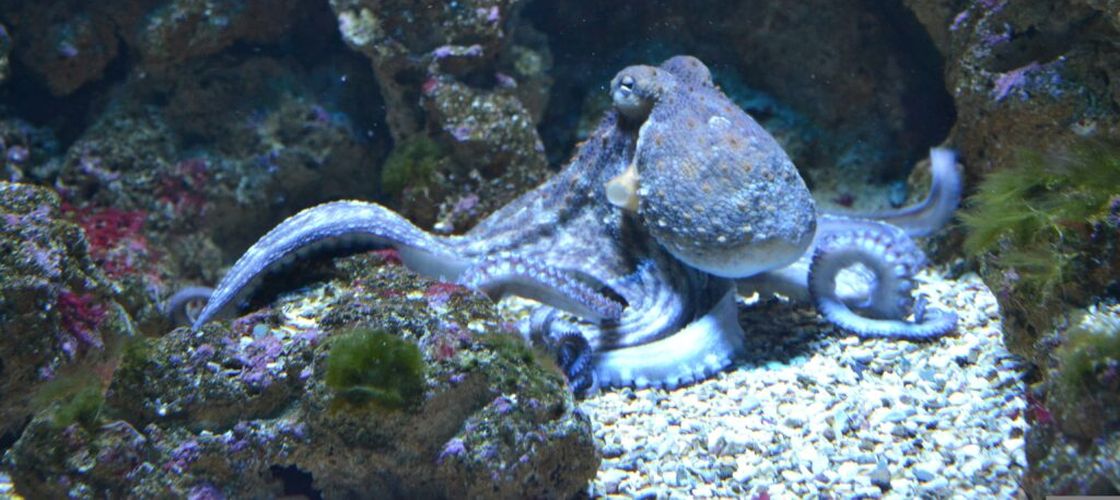 O nouă specie de caracatiță albastră a fost descoperită în apropierea arhipelagului Galapagos