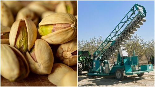 Studiu: Creștere de 19% a randamentului la fistic, obținută în California datorită polenizării de precizie