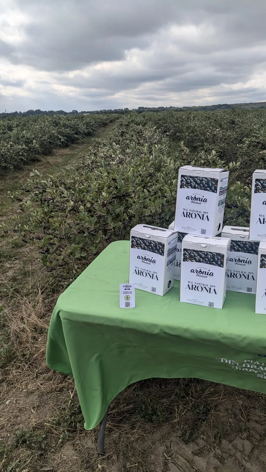 aronia-alexandru-andries-aronia-bio-hantesti-ferma-de-aronia-cultura-de-aronia-aronia-ecologica-agricultura-ecologica-ferma-ecologica-producatori-locali-fermieri-romani-suceava-hantesti-bucovina-suc-de-aronia-fructe-de-aronia-afacere-cu-aronia-afaceri-agricole-ferma-de-familie-gusta-din-bucovina-agricultura-romaneasca-producatori-romani