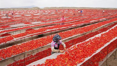 Anchetă BBC: Pasta de tomate „italiană” din supermarketurile din Marea Britanie conține foarte probabil roșii provenite de pe câmpurile de muncă forțată din China