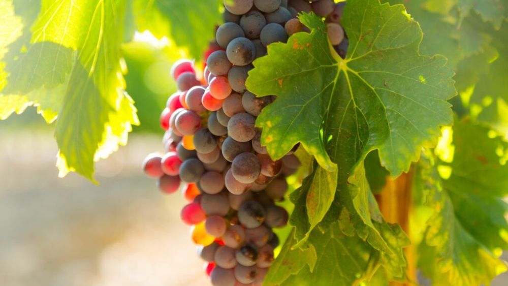 Vara călduroasă din Marea Britanie aduce struguri mai aromați și viță de vie mai sănătoasă / 2025 a fost „cel mai bun an” pentru recoltare datorită vremii calde și constante