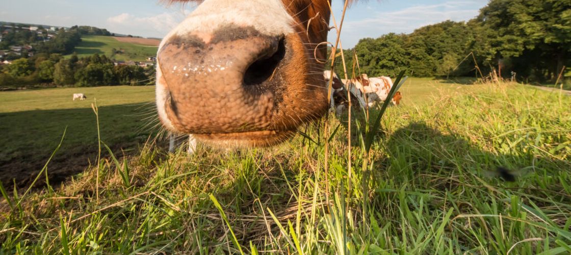 Mureș: Taur din rasa Fleckvieh, ales „Mister Parada Taurilor” la evenimentul care a marcat 50 de ani de activitate genetică
