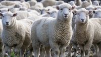 Alertă zootehnică în Mureș. Peste 2.200 de oi eutanasiate într-o lună din cauza pestei și a variolei ovine