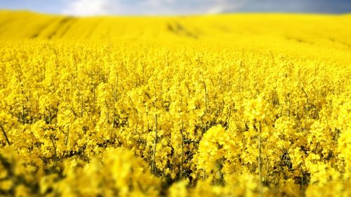 Inovație în agricultură: Fermierii români au la dispoziție un nou regulator de creștere care stabilește noi standarde în managementul culturii de rapiță