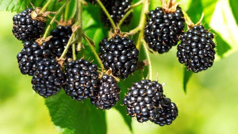 Ce se întâmplă cu organismul tău dacă mănânci mure zilnic / Nouă beneficii pe termen scurt și lung: murele pot proteja inima și mintea, iar specialiștii spun că ar trebui consumate zilnic