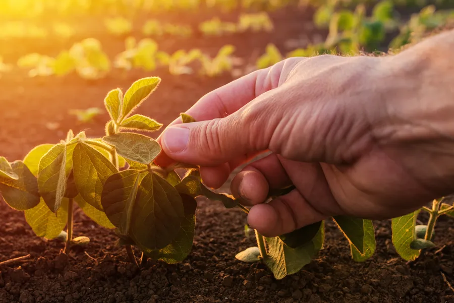 biodiversitate-strategia-pentru-biodiversitate-agricultura-fermieri-lapar-planta-romanica-romalimenta-imm-romania-terenuri-agricole-plante-medicinale-plante-aromatice-protectia-mediului-securitate-alimentara-despagubiri-fermieri-politica-agricola-comuna-pnrr-guvernul-romaniei-agricultura-romania