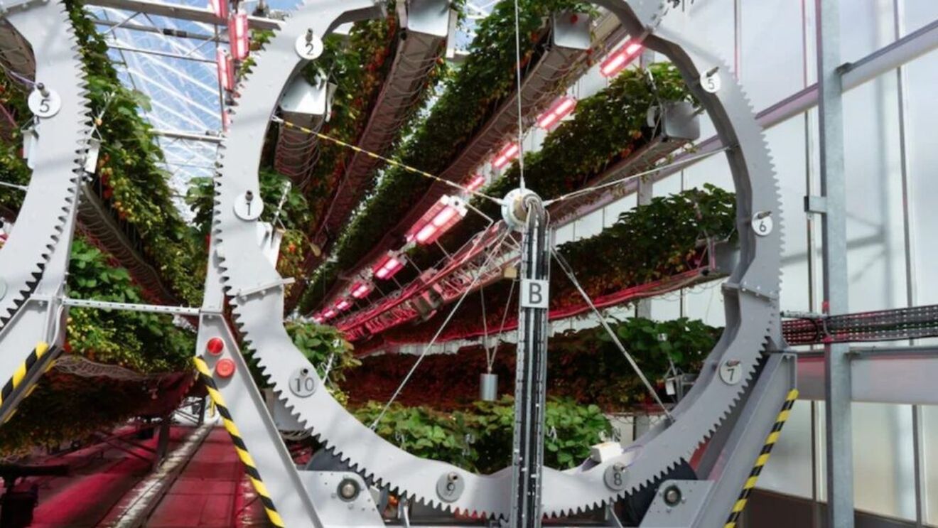 Nici aspiratoare, nici uscătoare pentru păr / Dyson investește în agricultură: Căpșuni cultivate de roboți, fără chimicale, într-o seră de 10 hectare