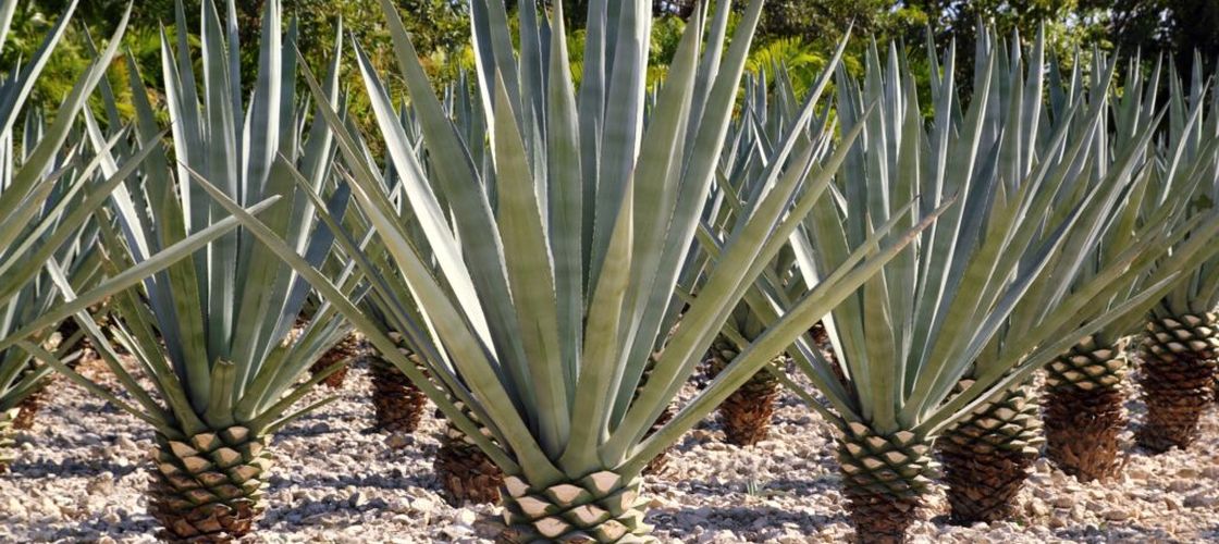 Vinul pierde teren în California / De ce unii viticultori vor să înlocuiască vița-de-vie cu agave