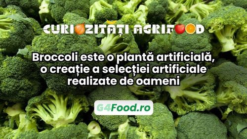 Curiozități agri-food 16 decembrie/Broccoli este o „plantă artificială”, o creație a selecției artificiale realizate de oameni