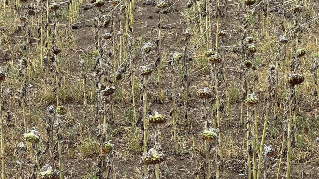 Decizii favorabile pentru fermieri, adoptate în ședința de Guvern: amânarea datoriilor, ajutor de stat pentru „Creditul fermierului” și pentru secetă