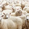 Premieră pentru exporturile românești: țara noastră livrează ovine cu avioane cargo către Algeria / Întreg necesarul pentru 2026 va veni din țara noastră