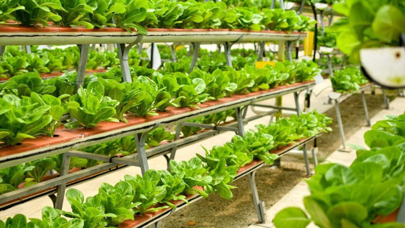 Lecțiile agriculturii verticale, între promisiuni și provocări / De la entuziasmul inițial la corecțiile dureroase, industria își caută un loc stabil în lanțul alimentar global