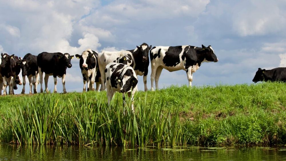 Un normativ UE, care va intra în vigoare la începutul anului viitor, prevede ca vacile pentru carne să nu provină din zone despădurite / Argentina pune în funcțiune un sistem de certificare pentru exportul de vite și va îndeplini aceste cerințe