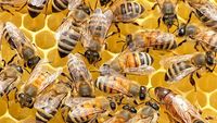 Studiu/ Albinele melifere pot detecta hrana contaminată cu virusuri, dar tot o consumă/ Descoperirea ar putea schimba practicile din apicultură