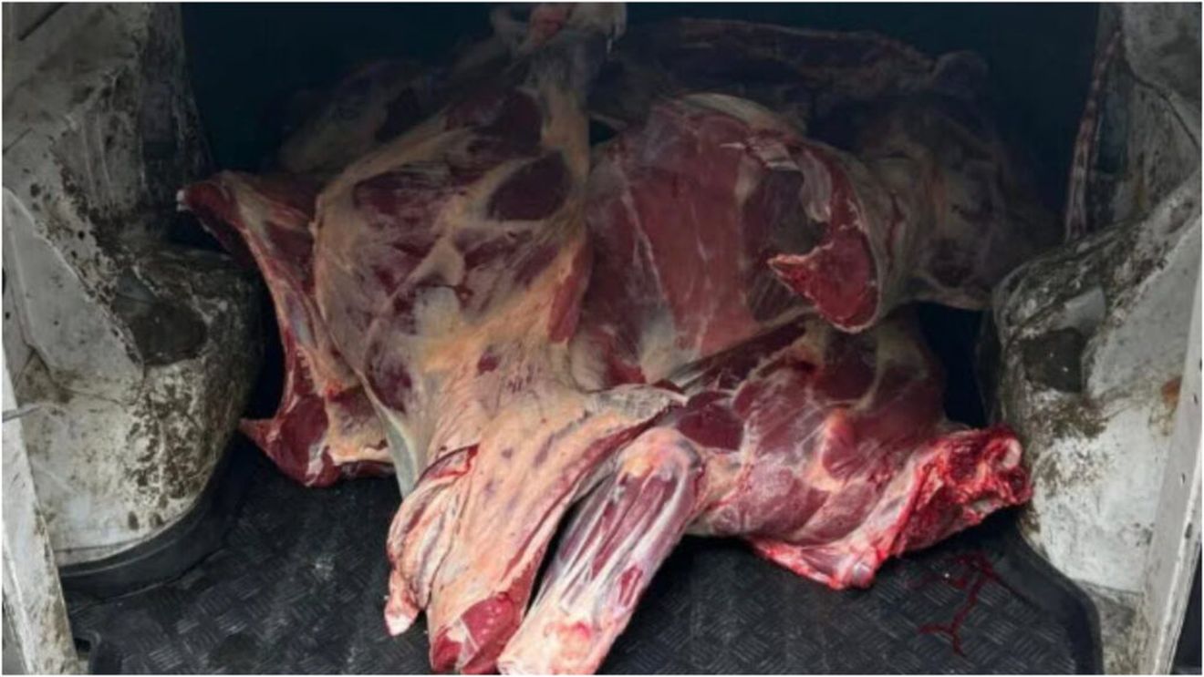 Abator clandestin în Borșa, județul Maramureș. descoperit în urma unor percheziții pentru furt și uz de armă