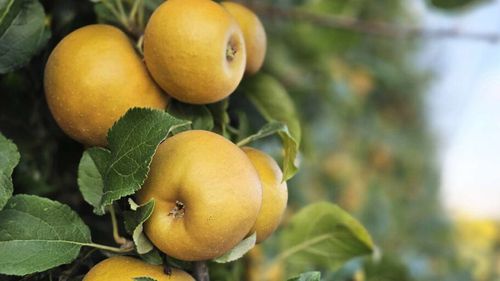 Un nou soi de mere urmează să fie lansat de o echipă de cercetători italieni la târgul de la Berlin /„Dora” are coaja galben intens, gustul este dulce-acrișor, iar miezul este crocant