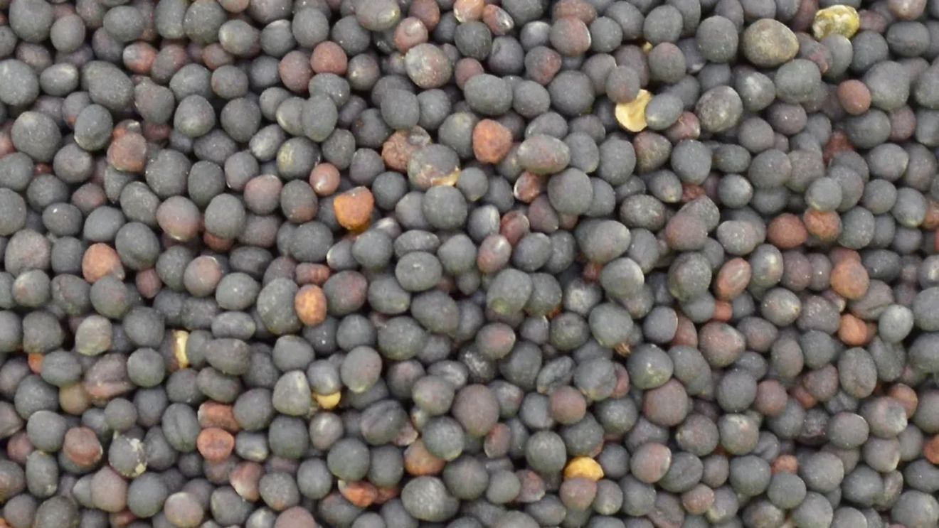 Semințe de rapiță din România, depistate în Germania cu reziduuri de pesticide de aproape zece ori mai mari decât limita maximă admisă