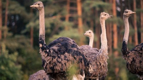 Tânăr reținut după ce a vândut online struți pe care nu îi avea / Un bărbat a plătit peste 4.300 de lei în avans pentru șapte păsări fictive