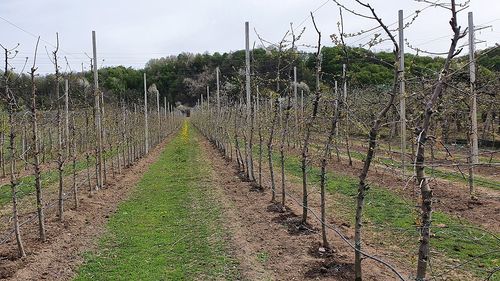 Pomicultura românească pe mâini tinere: Studentul Alexandru  Ilie din Voinești-Dâmbovița procesează merele din livada sa și vinde săptămânal în București sute de litri de suc