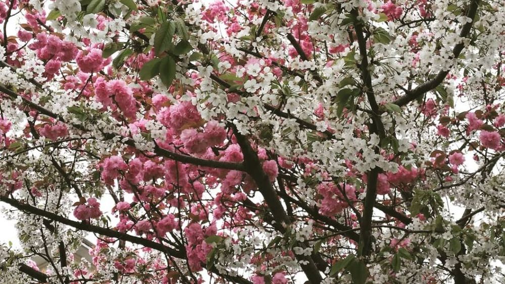 VIDEO / În București ninge peste cireșii înfloriți