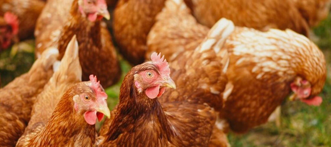 China a devenit un exportator important de carne de pui / Exporturile aproape s-au dublat față de 2020, iar producătorii europeni se confruntă cu o nouă concurență