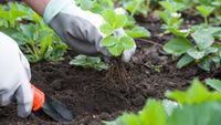 Cele mai ieftine legume pe care le poți cultiva acasă / Unele pot produce recolte surprinzător de mari chiar și în spații mici