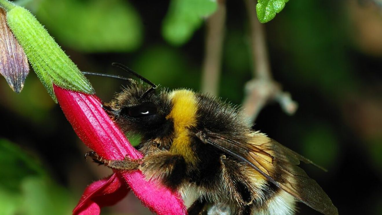 Pepiniera pomicolă Afumați-Ilfov donează bondari. Insectele sunt polenizatori excelenți