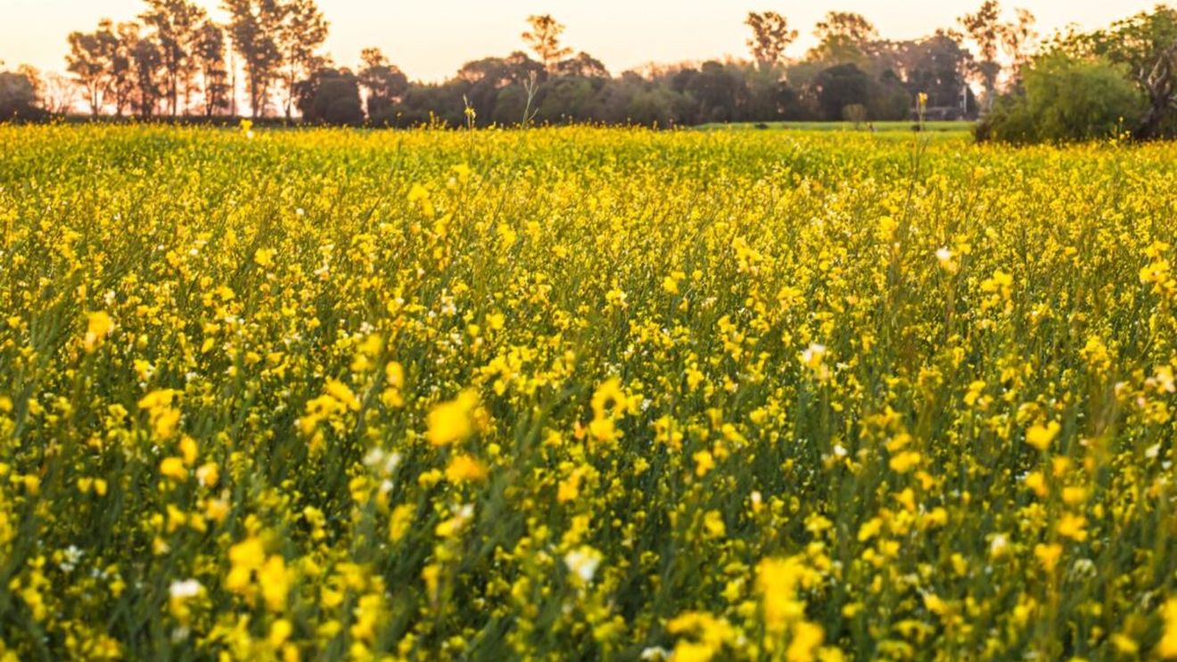 O plantă înrudită cu muștarul ar putea deveni combustibil de aviație / Ar putea reduce cu 68% emisiile de carbon