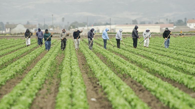Fermierii din Arizona depind de muncitorii care vin zilnic din Mexic / Fermier: „Oamenilor le este frică să treacă granița”