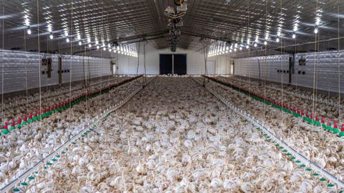 Noul conflict modern, dintre marile ferme zootehnice industriale, susținute de cererea tot mai mare de carne, și micile comunități locale. O comunitate din Marea Britanie se plânge că a ajuns „să simtă mirosul de amoniac în farfurie”