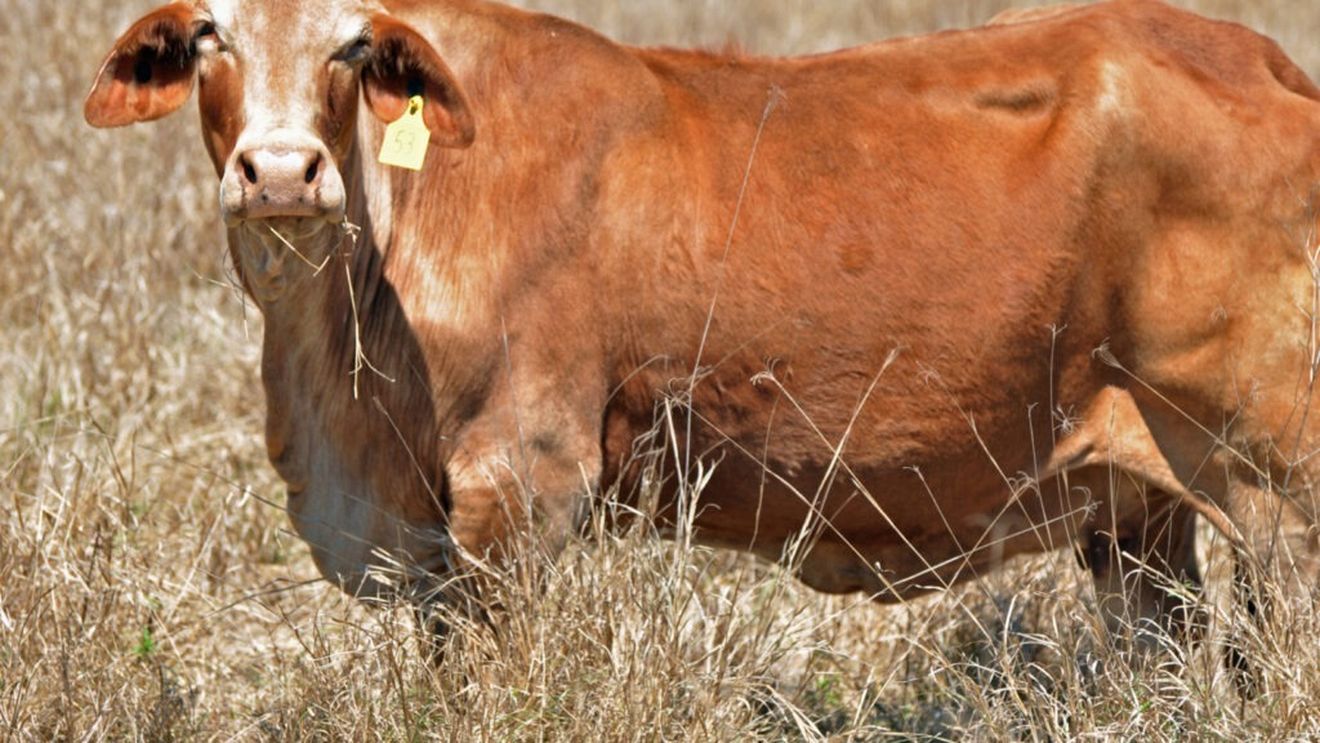 Seceta extremă amenință crescătorii de bovine din Marea Britanie / Fermierii se luptă să hrănească vitele în câmpuri uscate și cheltuiesc mii de lire suplimentare pentru hrana animalelor, punând presiune pe prețurile cărnii de vită