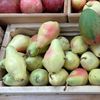 Războiul din Orientul Mijlociu lovește exporturile de mango ale Pakistanului. Fermierii se tem de pierderi masive