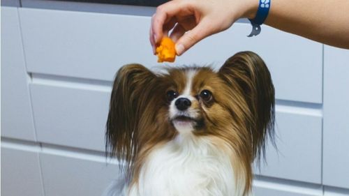 Cum să îți răsfeți animalul de companie fără să-l pui în pericol cu prea multe gustări. Cantitatea corectă de recompensă care îl face fericit