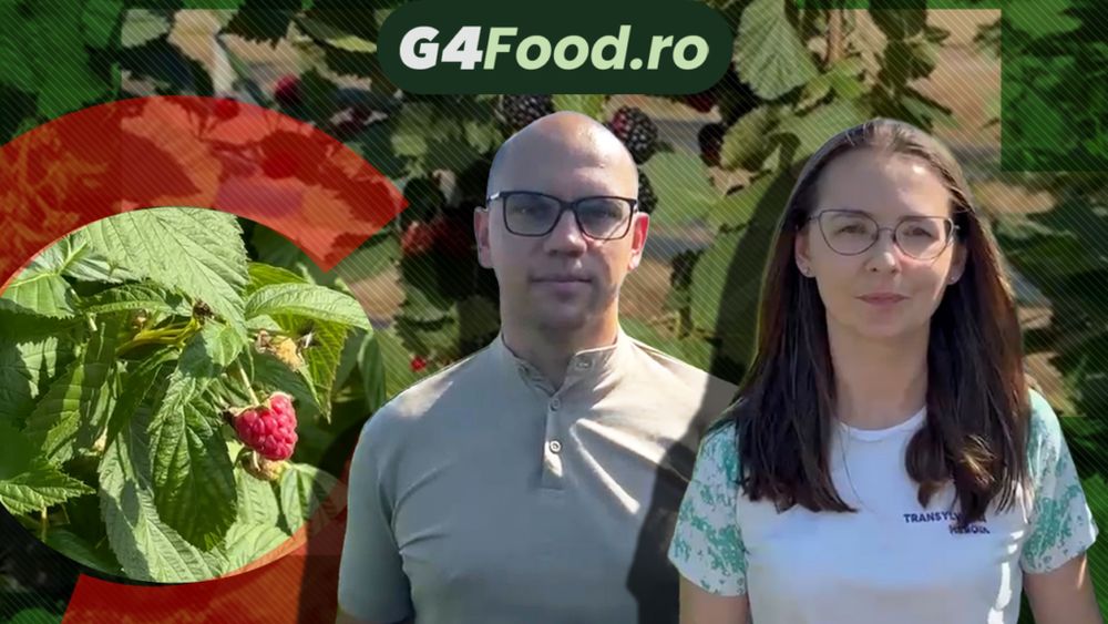 VIDEO | „Aveam doi copii mici și ne gândeam ce putem pune sănătos pe masă”. Cum au construit doi tineri o afacere cu zmeură pornind de la câteva rânduri plantate pentru test
