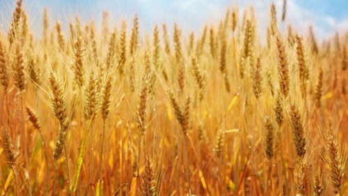 Cota Rusiei de export la cereale, stabilită la 20 milioane tone metrice în februarie-iunie 2026