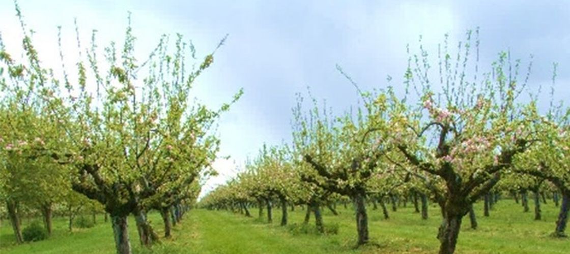 Un fermier din Arad introduce adopția pomilor fructiferi: abonament anual pentru propriul măr sau cireș
