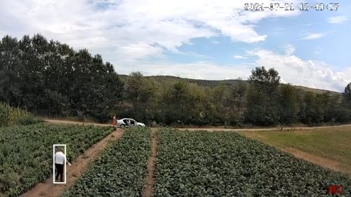 VIDEO O femeie din Teiuș acuză un consilier local ales că a vrut să-i fure vinetele de pe câmp