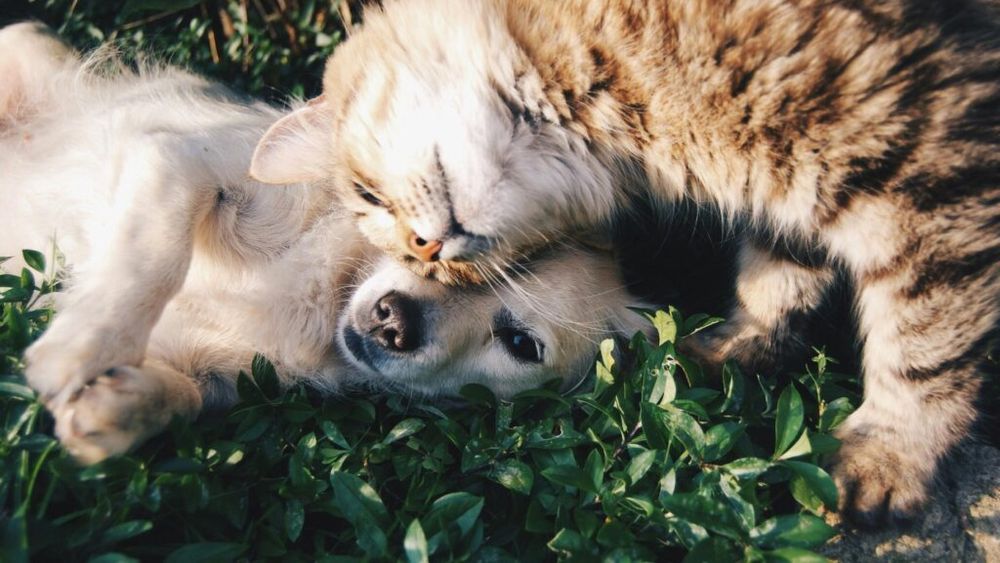 O dietă vegană este potrivită pentru animale? Rețetă de biscuiți vegani ușor de făcut în casă pentru câini și pisici