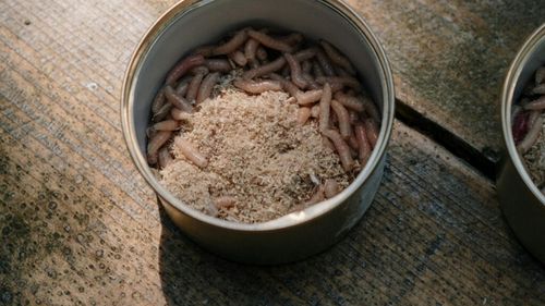 Cu ce se hrănesc gândacii din care se fac proteine pentru hrana animalelor de companie? Larvele de muscă soldat neagră, greierii și viermii de făină, cele mai utilizate în hrana pentru câini