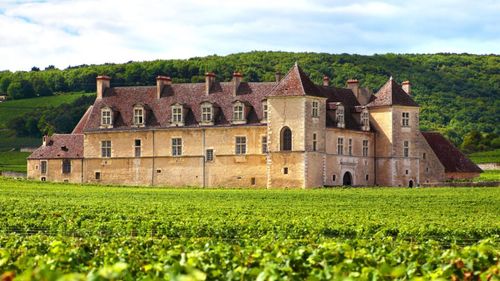 Grupul de produse de lux Lvmh cumpără o plantație de vie în Bourgogne. Decizia stârnește polemici, după ce guvernul francez a anuntat că începe să acorde ajutoare pentru defrișarea viilor