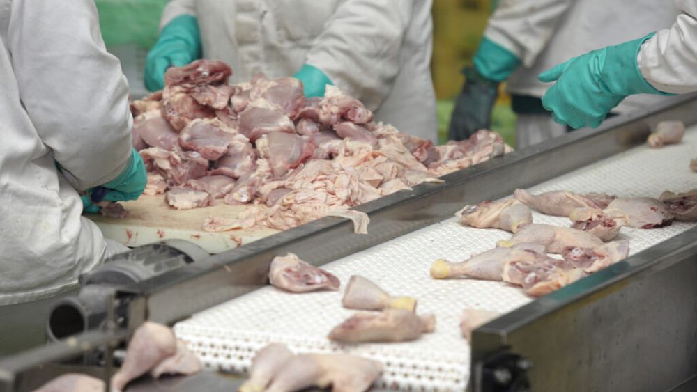 DSVSA Buzău a distrus 13 tone de carne de pasăre după întreruperea lanțului frigorific în timpul transportului către Franţa 