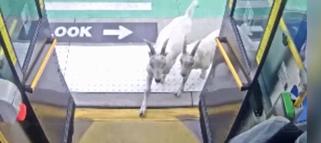 VIDEO | Pasageri surprinși în autobuz de doi „călători” neașteptați. Două capre au urcat și au făcut senzație în Portland