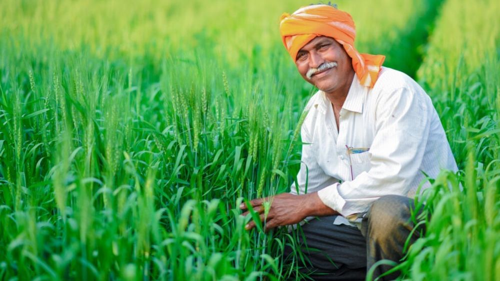 India se aşteaptă la o producţie record de grâu şi orez / O recoltă bună în India înseamnă că ţara va putea să îşi asigure necesarul intern fără importuri în acest an