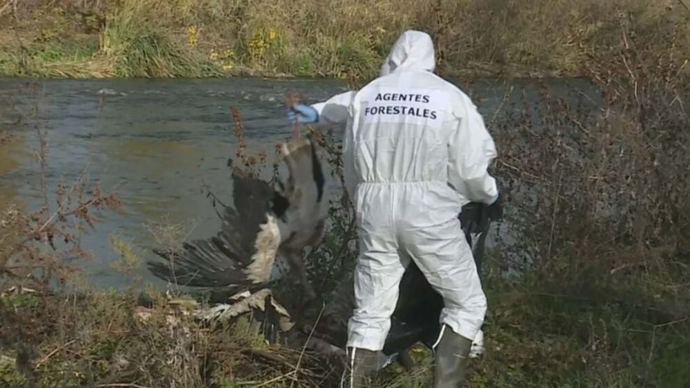 Sute de berze găsite moarte în apropiere de Madrid, victime ale gripei aviare