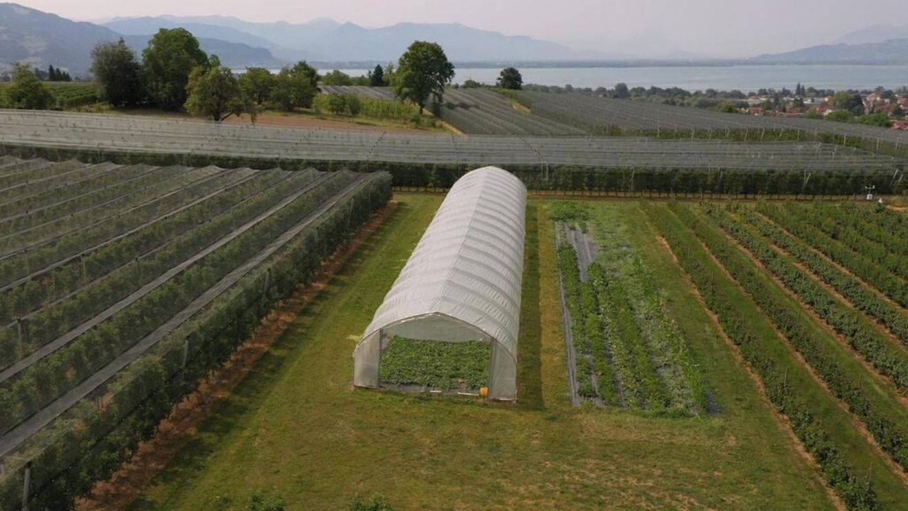 Efecte ale schimbărilor climatice: fermierii germani ar putea ajunge să cultive pepeni în loc de meri și peri