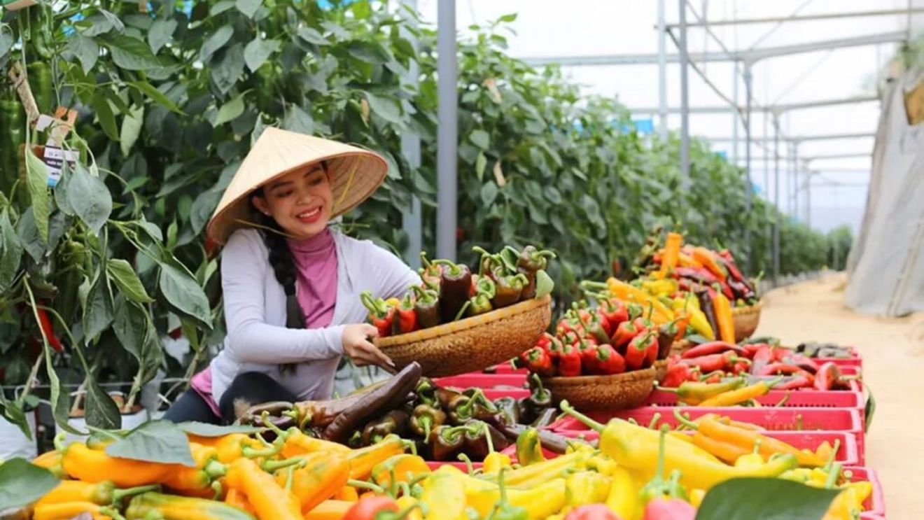 „Cultivarea ardeilor cea mai eficientă din punct de vedere economic”/Explicațiile unor producători vietnamezi care au făcut această afirmație